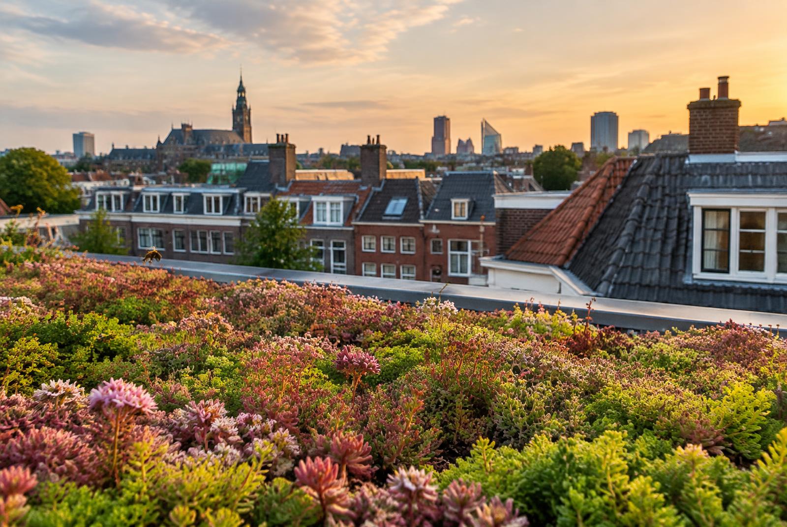 Bloeiend sedumdak met roze en groene sedum boven de daken van Den Haag
